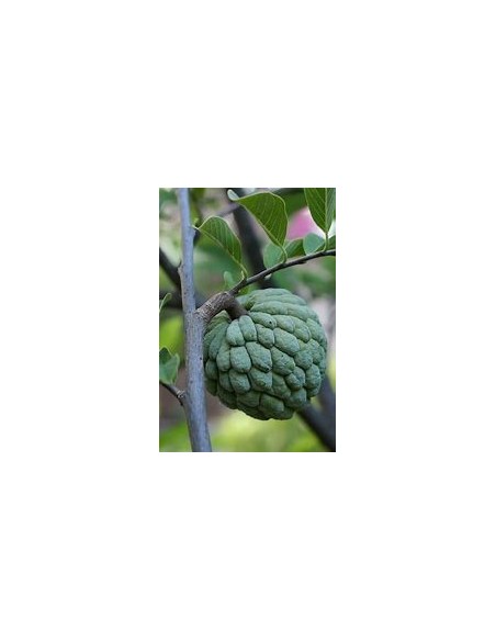 Chirimoya (Annona squamosa)- 1 Planta en Venta en Mexico - Vivero por internet