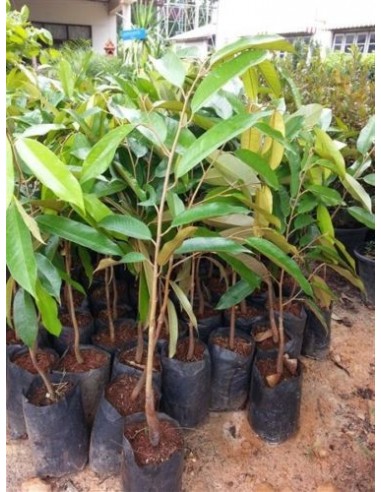 1 Durian live plant - Durio zibethinus Fruit lovers online sales