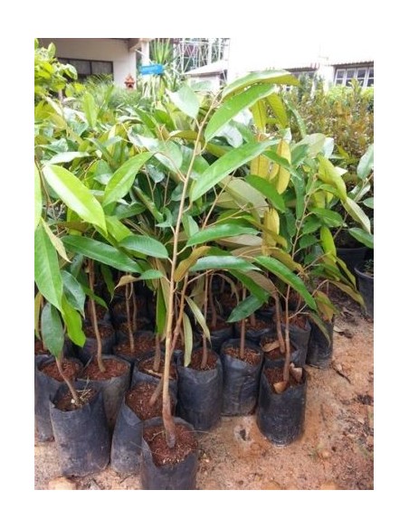 1 Durian live plant - Durio zibethinus Fruit lovers online sales 1 Durian live plant - Durio zibethinus Fruit lovers online sales