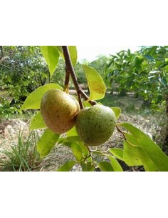 Huanábano cimarrón de Cuba...