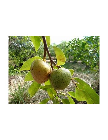 Huanábano cimarrón de Cuba (Annona...