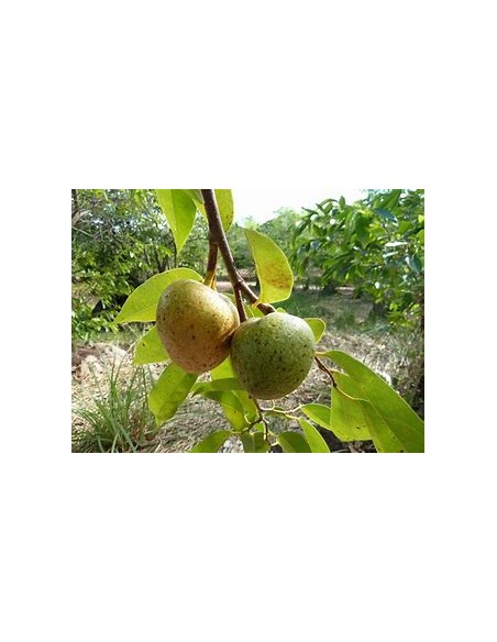 Huanábano cimarrón de Cuba (Annona glabra)-1 Planta en Venta en Mexico - Vivero por internet