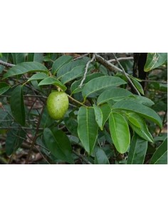 Huanábano cimarrón de Cuba... 2