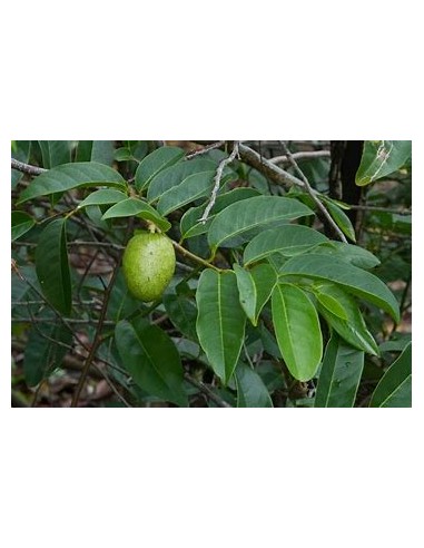 Huanábano cimarrón de Cuba (Annona glabra)-1...
