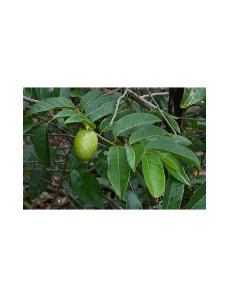 Huanábano cimarrón de Cuba (Annona glabra)-1 Planta en Venta en Mexico - Vivero por internet