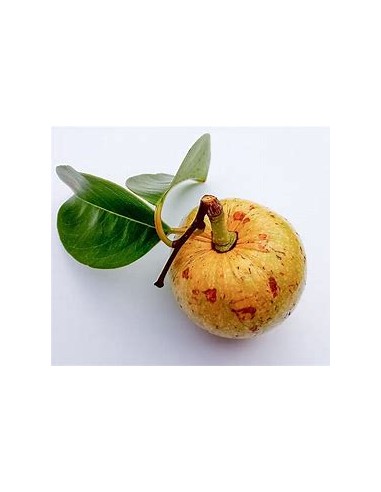 Huanábano cimarrón de Cuba (Annona glabra)-1...