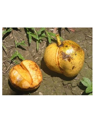Huanábano cimarrón de Cuba (Annona glabra)-1...
