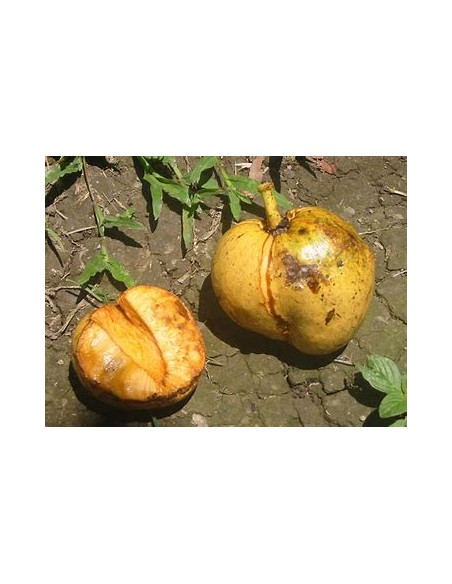 Huanábano cimarrón de Cuba (Annona glabra)-1 Planta en Venta en Mexico - Vivero por internet