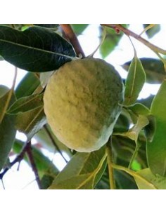 Araticú grande (Annona...