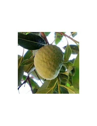 Araticú grande (Annona cacans)-1 Plant for Sale in Mexico - Online Nursery