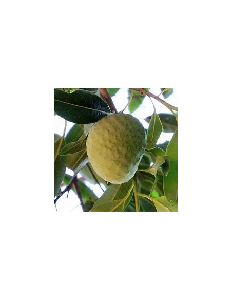 Araticú grande (Annona cacans)-1 Planta en Venta en Mexico - Vivero por internet