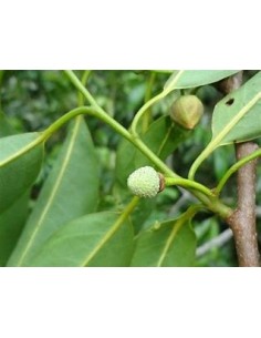 Araticú grande (Annona... 2