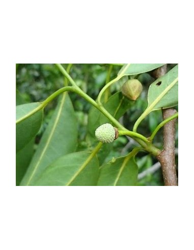 Araticú grande (Annona cacans)-1 Planta en...