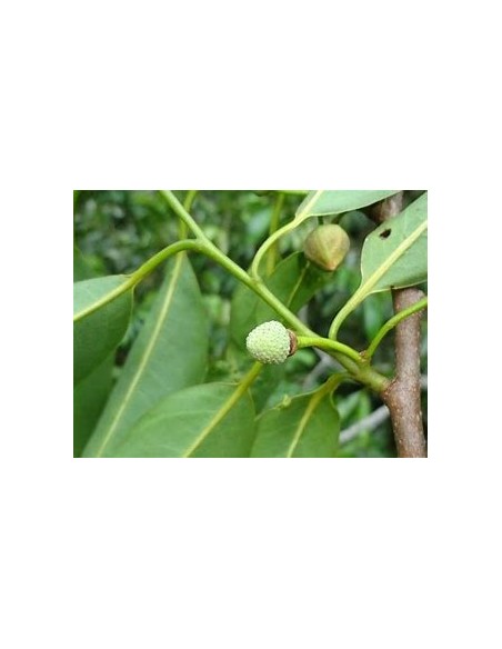 Araticú grande (Annona cacans)-1 Planta en Venta en Mexico - Vivero por internet