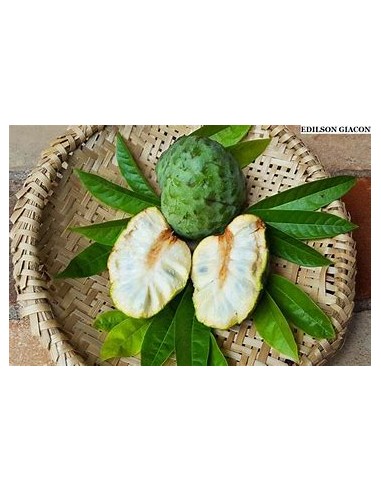 Araticú grande (Annona cacans)-1 Plant for Sale...