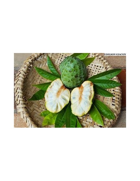 Araticú grande (Annona cacans)-1 Planta en Venta en Mexico - Vivero por internet