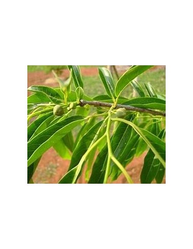 Araticú grande (Annona cacans)-1 Planta en...