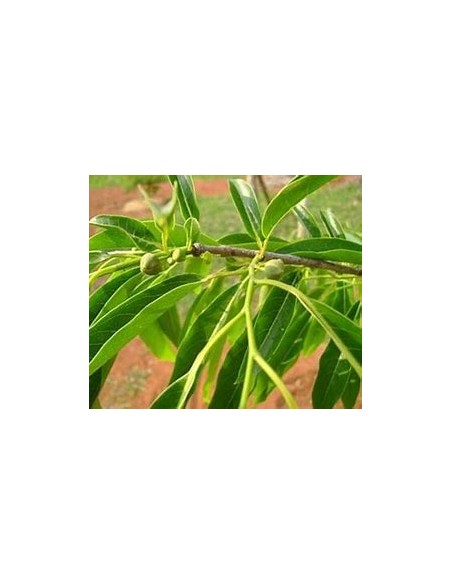 Araticú grande (Annona cacans)-1 Planta en Venta en Mexico - Vivero por internet