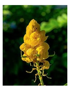 Mazorquilla (Senna alata)-1...