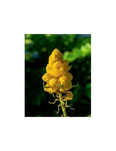 Mazorquilla (Senna alata)-1 Arbolito en Venta en Mexico - Vivero por internet