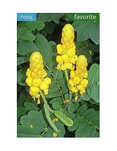 Mazorquilla (Senna alata)-1... 2