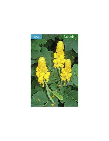 Mazorquilla (Senna alata)-1 Sapling for Sale in...