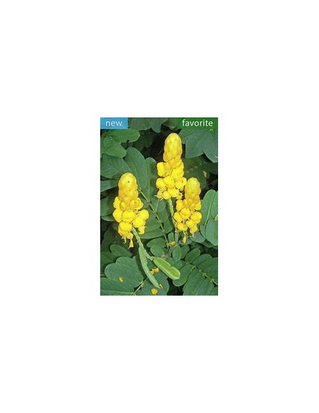 Mazorquilla (Senna alata)-1 Sapling for Sale in Mexico - Online Nursery