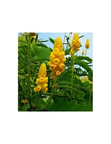 Mazorquilla (Senna alata)-1 Sapling for Sale in...