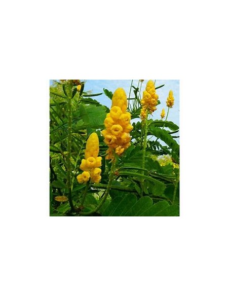 Mazorquilla (Senna alata)-1 Sapling for Sale in Mexico - Online Nursery