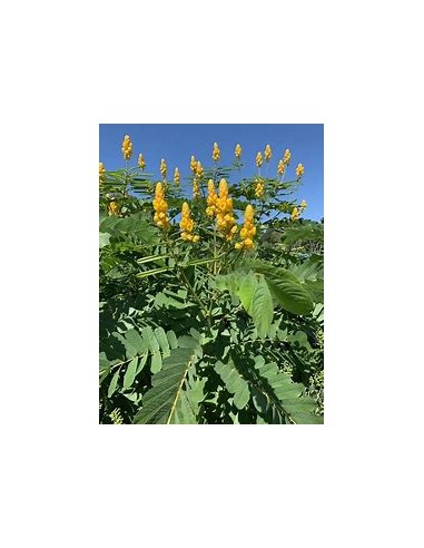 Mazorquilla (Senna alata)-1 Sapling for Sale in...