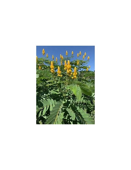 Mazorquilla (Senna alata)-1 Sapling for Sale in Mexico - Online Nursery