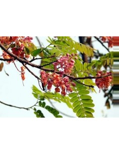 The carao (cassia...