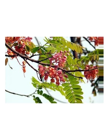 El carao (cassia grandis)-1 Arbolito en Venta en Mexico - Vivero por internet