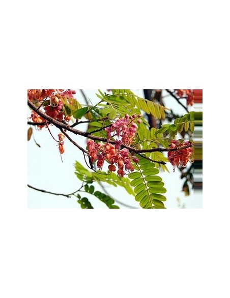The carao (cassia grandis)-1 Sapling for sale in Mexico - Online Nursery