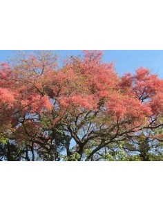 The carao (cassia... 2