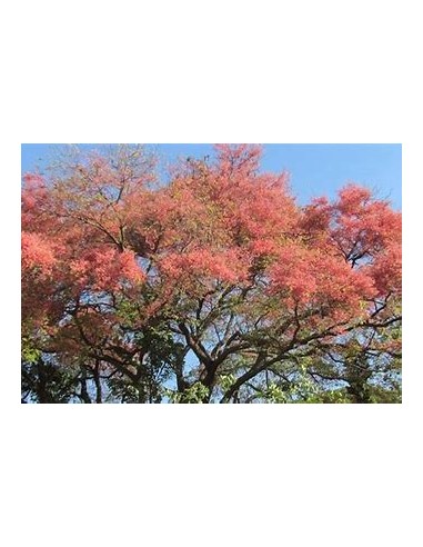 El carao (cassia grandis)-1 Arbolito en Venta...