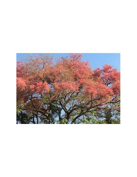 El carao (cassia grandis)-1 Arbolito en Venta en Mexico - Vivero por internet