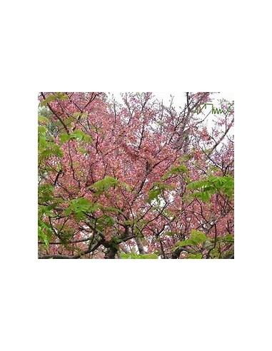 The carao (cassia grandis)-1 Sapling for sale...