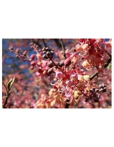 The carao (cassia grandis)-1 Sapling for sale...