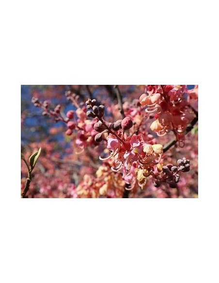 El carao (cassia grandis)-1 Arbolito en Venta en Mexico - Vivero por internet