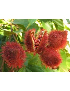 Achiote (Bixa orellana)-1...