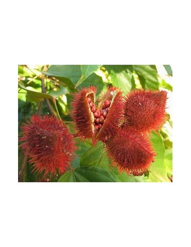 Achiote (Bixa orellana)-1 Planta en Venta en Mexico - Vivero por internet