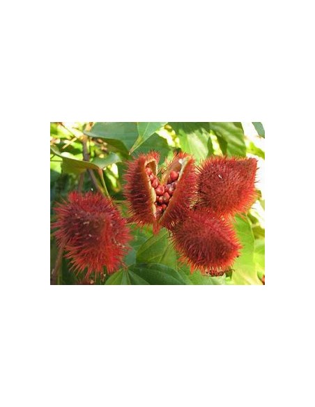 Achiote (Bixa orellana)-1 Planta en Venta en Mexico - Vivero por internet
