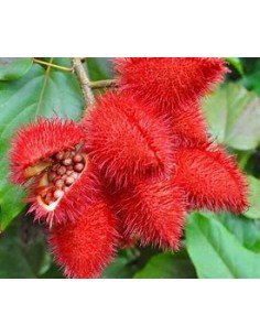 Achiote (Bixa orellana)-1... 2