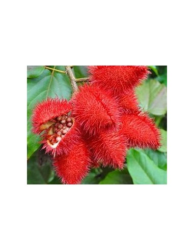 Achiote (Bixa orellana)-1 Planta en Venta en...