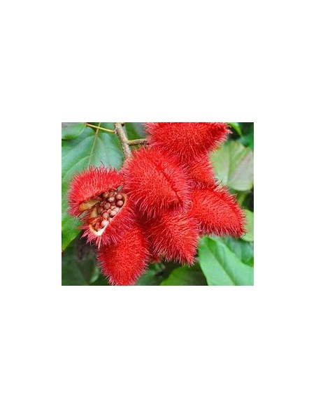 Achiote (Bixa orellana)-1 Planta en Venta en Mexico - Vivero por internet