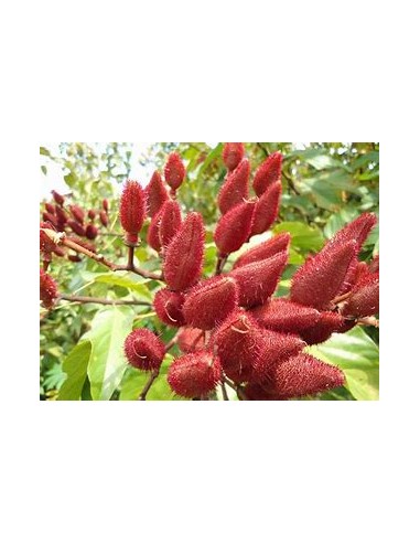 Achiote (Bixa orellana)-1 Planta en Venta en...
