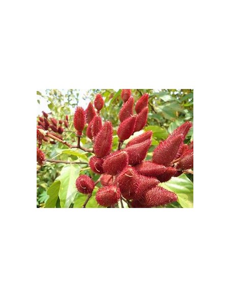 Achiote (Bixa orellana)-1 Planta en Venta en Mexico - Vivero por internet