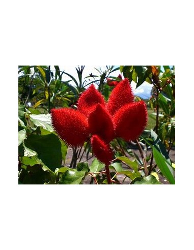 Achiote (Bixa orellana)-1 Plant for Sale in...