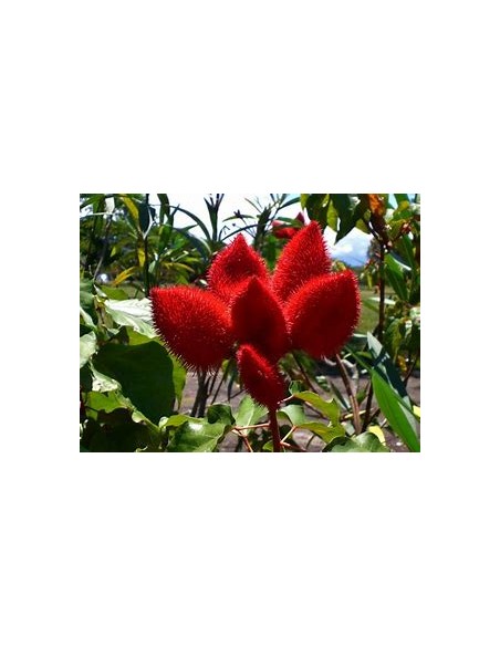Achiote (Bixa orellana)-1 Plant for Sale in Mexico - Online Nursery